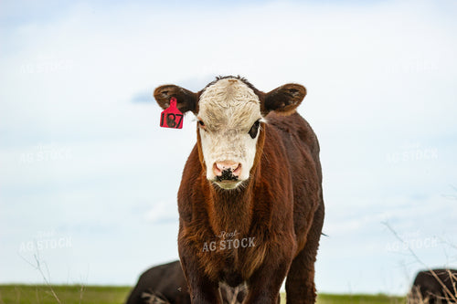 Angus Cross Calf 155221