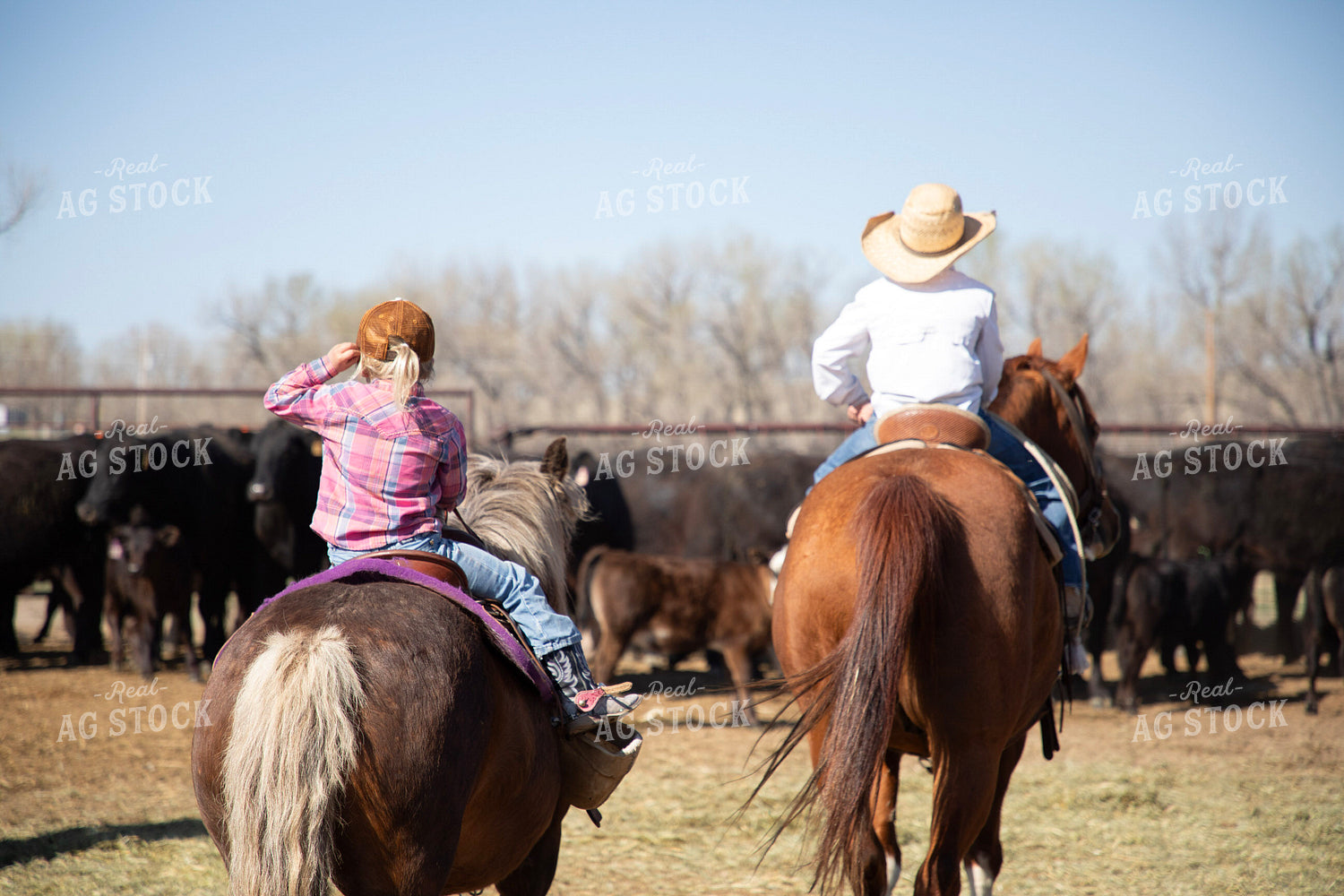 Working Cattle 117307