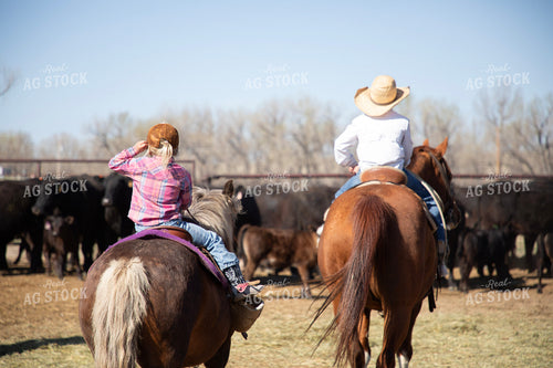 Working Cattle 117307