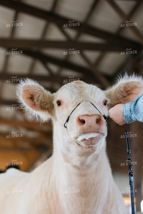 Showing Cattle 52827