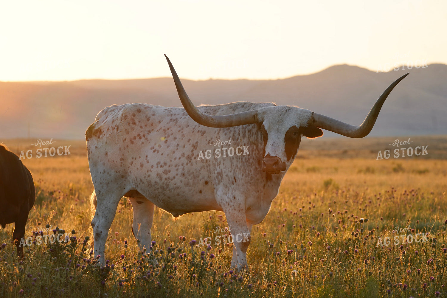Longhorn Cattle 293012