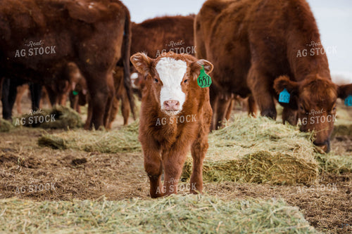 Angus Calf in Farmyard 97136