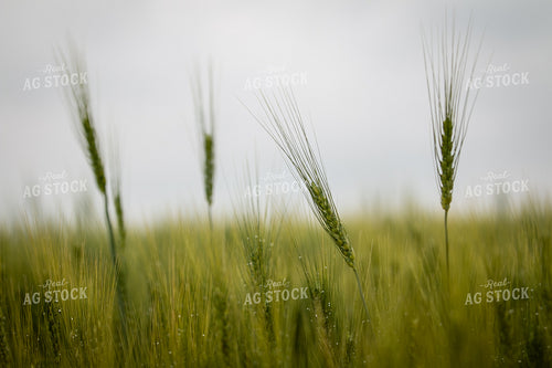 Hard Red Winter Wheat 202016