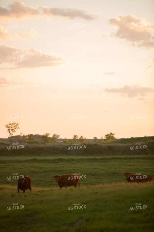 Cattle 1705