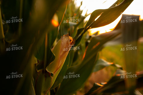 Corn - Mid-Season 2338