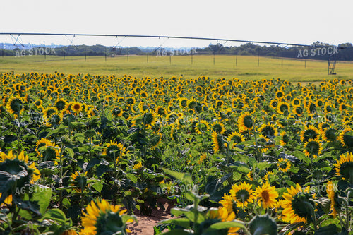 Sunflowers with Irrigation in Background 60031