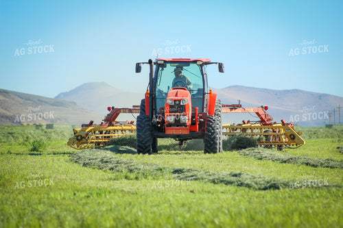 Raking / Windrowing Summer Hay Alfalfa and Mixed Grass 78134
