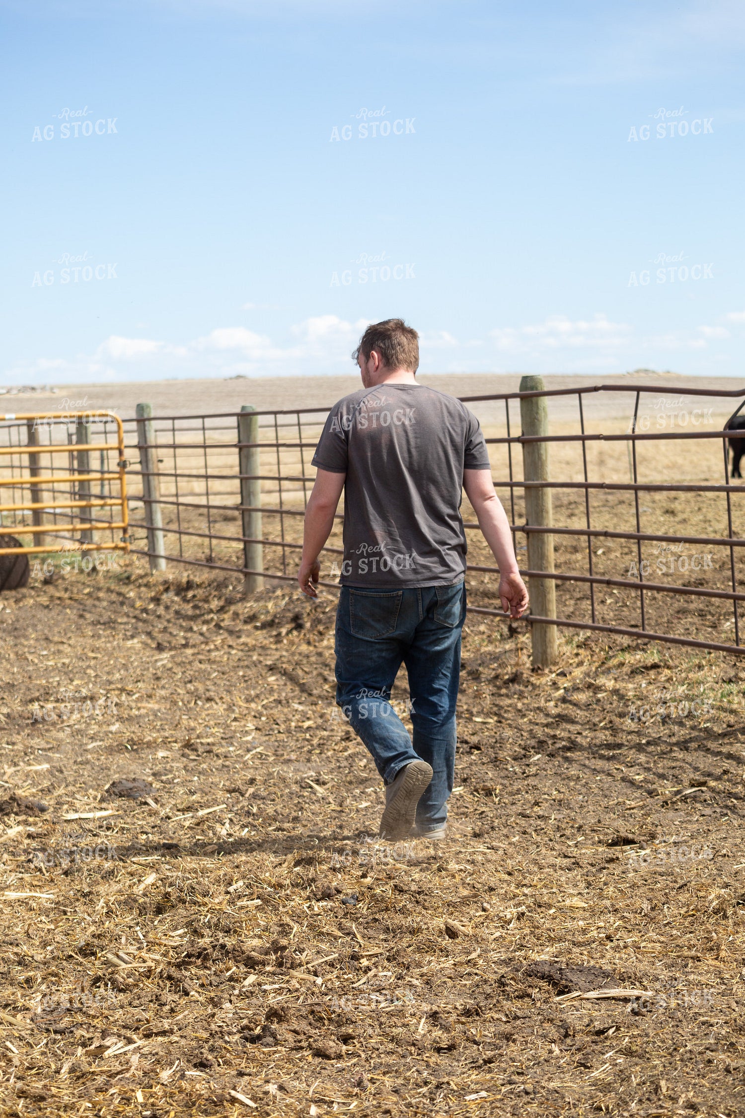 Farmer Checking Cow Calf Pairs 155400
