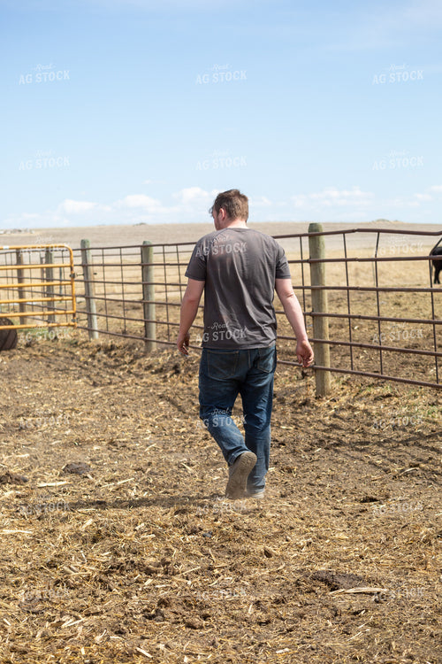 Farmer Checking Cow Calf Pairs 155400