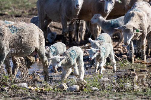 Sheep Crossing Stream 261050