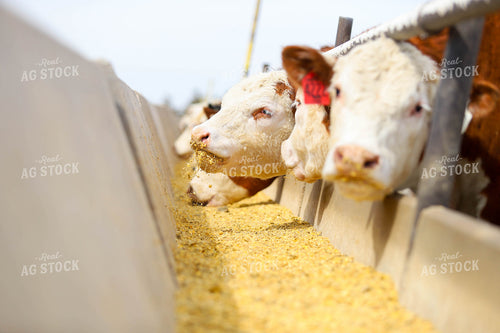 Cattle Eating Out of Trough 99008