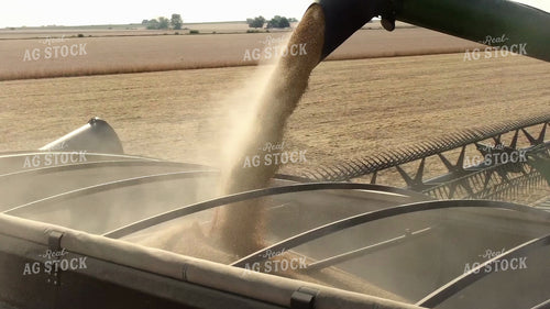 Soybean Harvest 287032