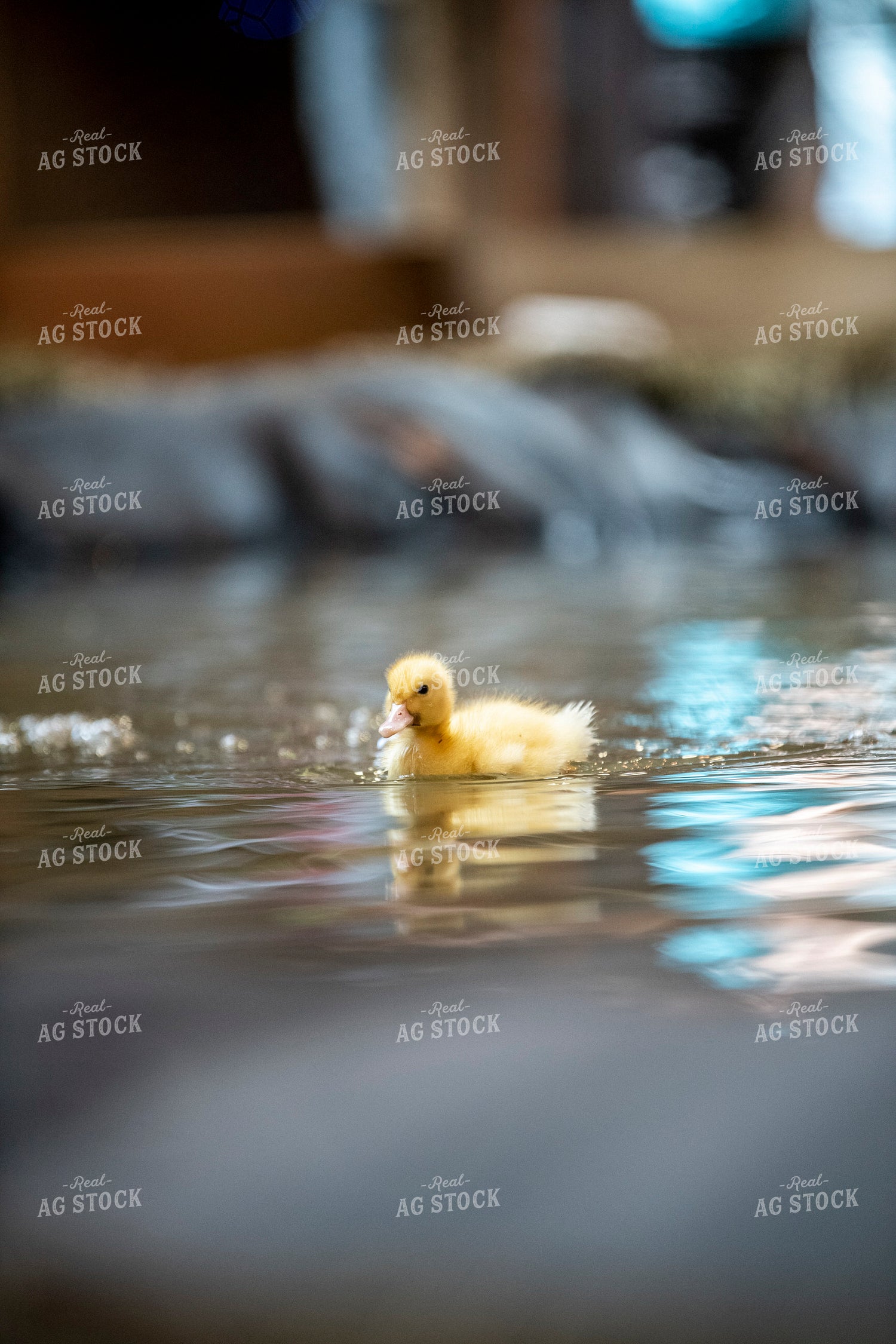 Duckling 197032