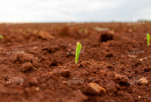 Corn Plant Sprouting 79238