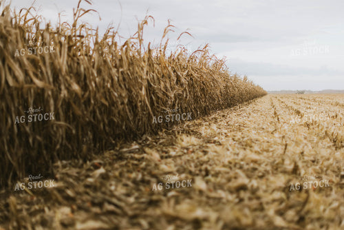 Dried Cornfield 8576