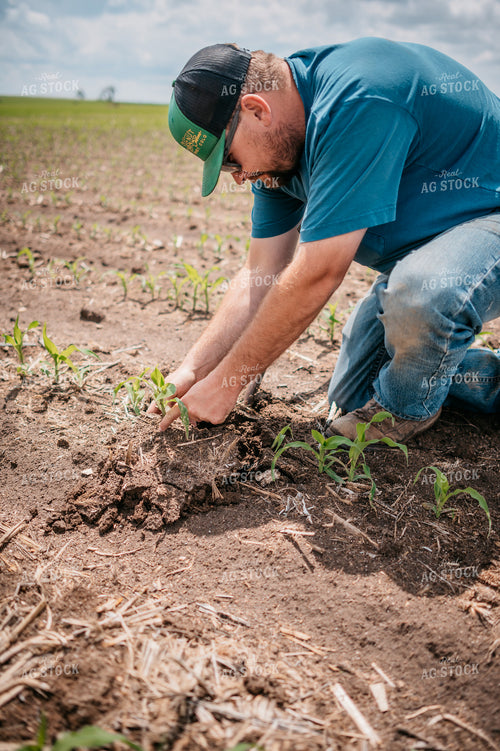 Farmer Checks Root System of Early Growth Corn in Field 56676