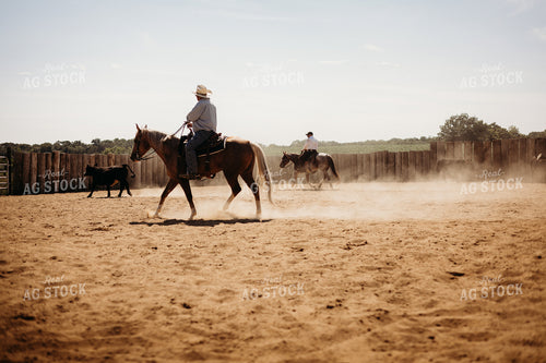 Sorting Cattle on Horseback 281107