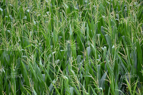 Corn Tassel 84184