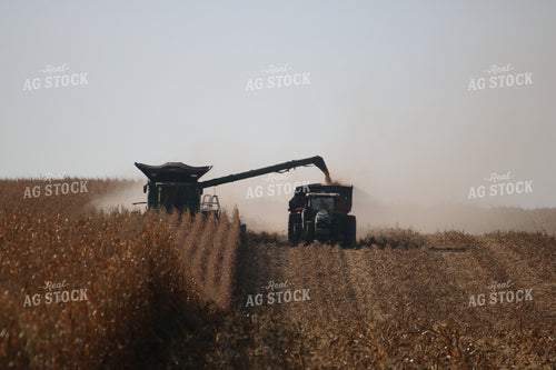 Corn Harvest 82110