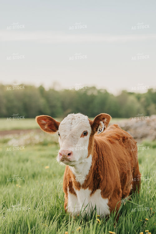Hereford Calf in Pasture 68093