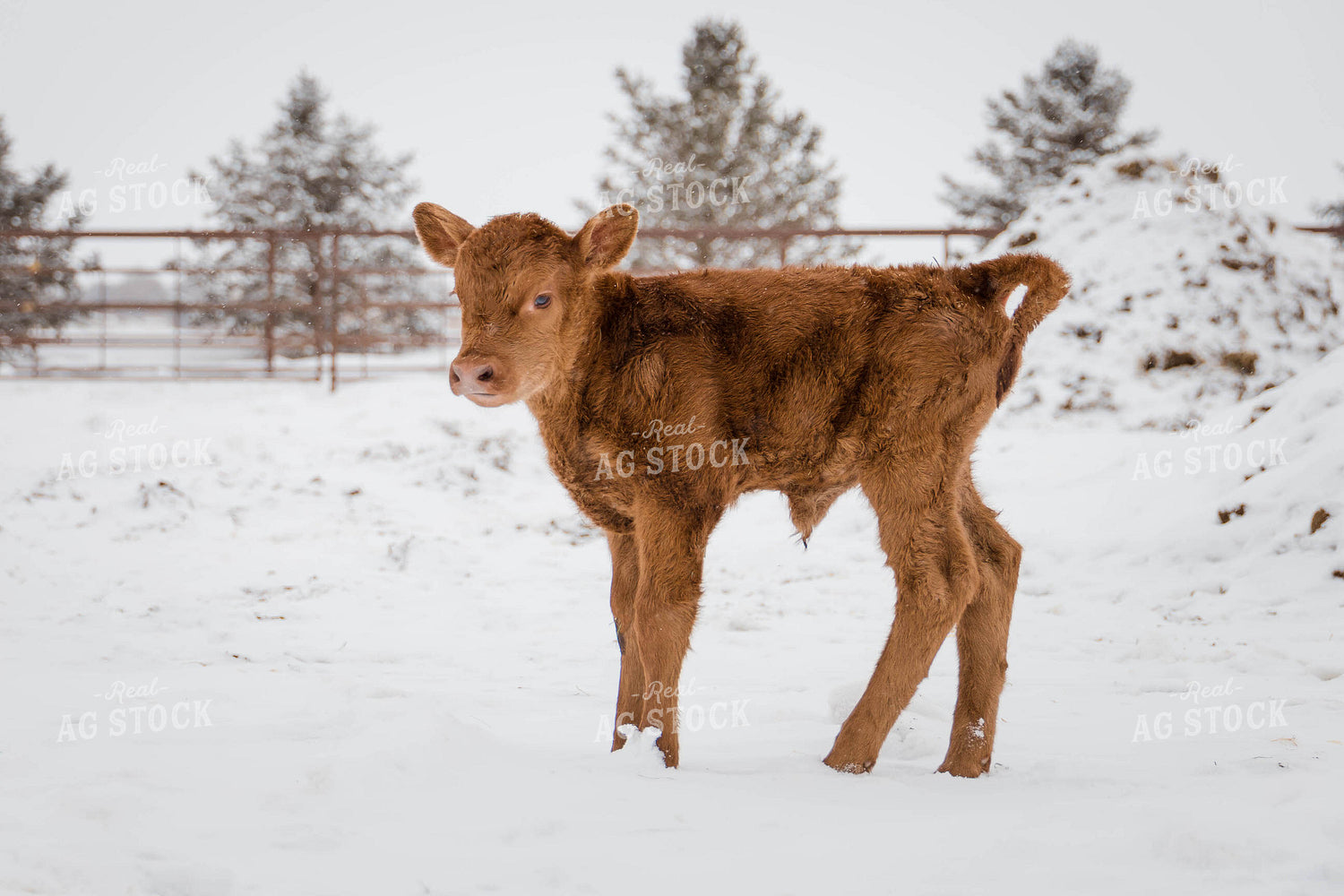Angus Calf in Snow 97114