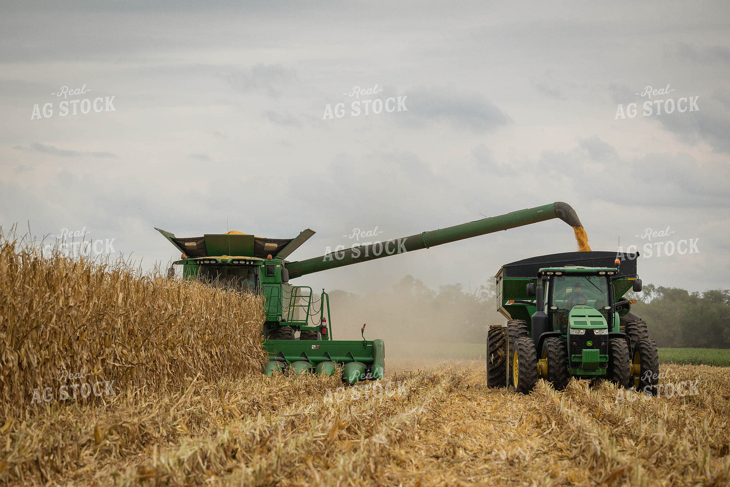 Corn Harvest 219078