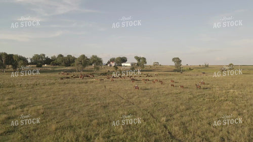 Ranchers on Horseback Moving Cattle in Pasture Drone 6540