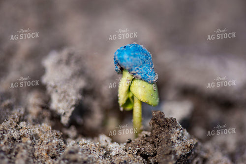 Cotton Seedling Emerges from Ground with Seed Coat Remaining 136040