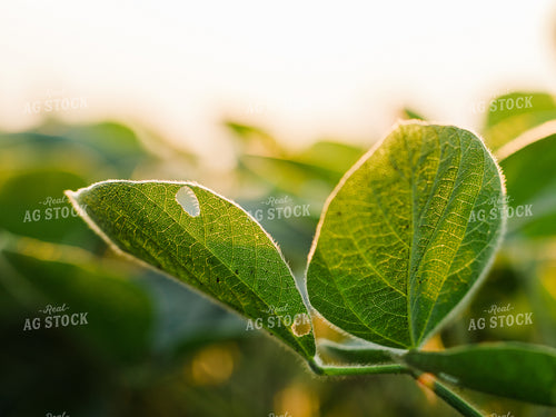 Soybeans 133015