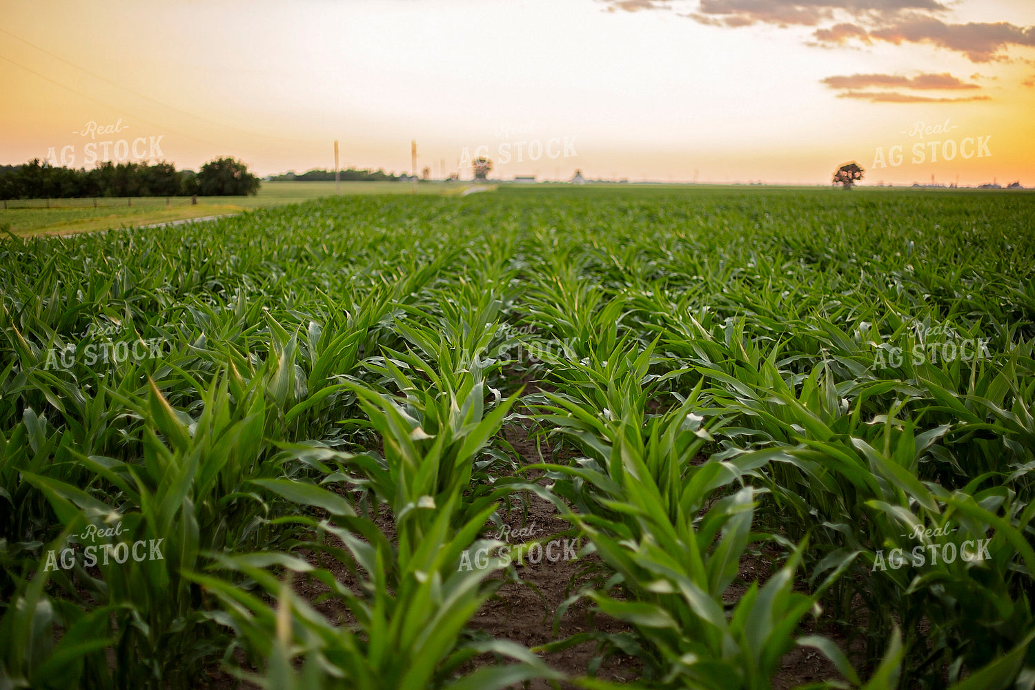 Mid-Season Corn 93025