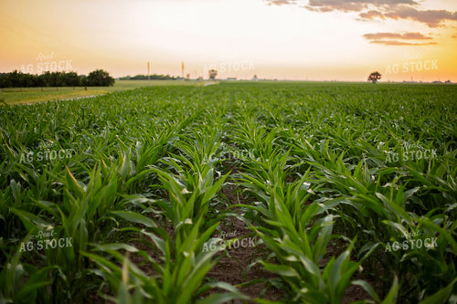 Mid-Season Corn 93025