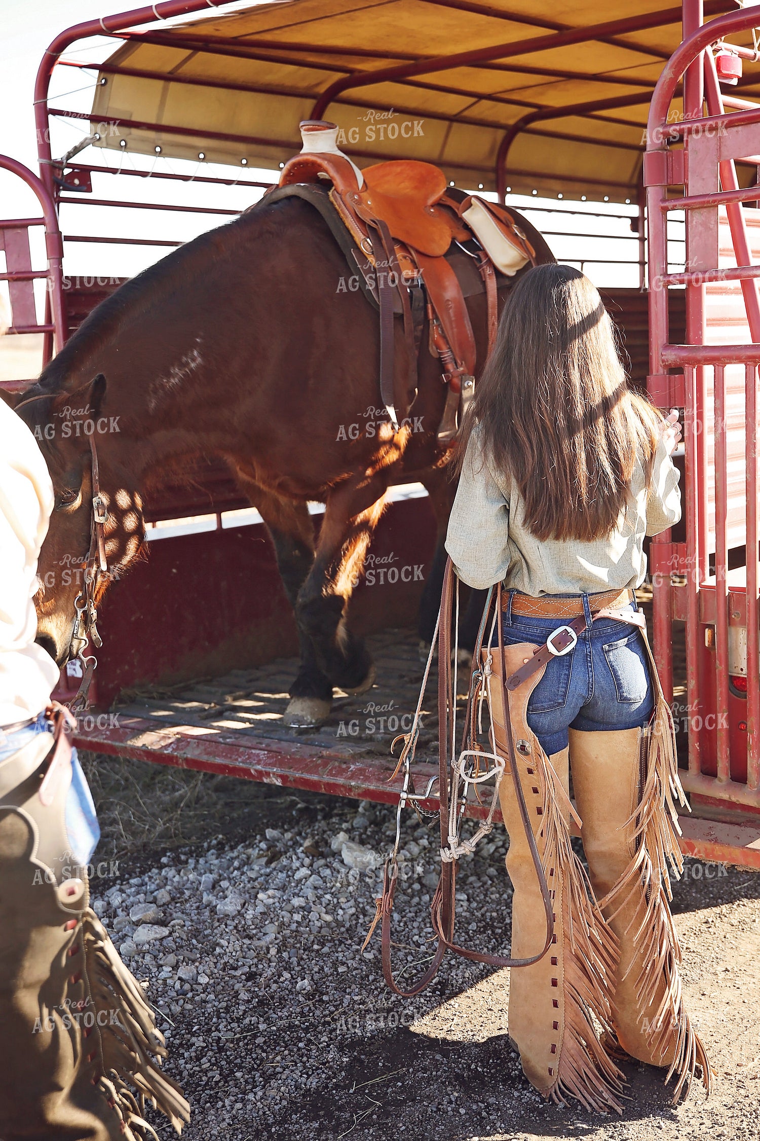 Unloading Horse from Trailer 127065