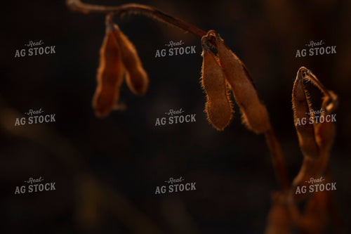 Soybeans - Dry 1591