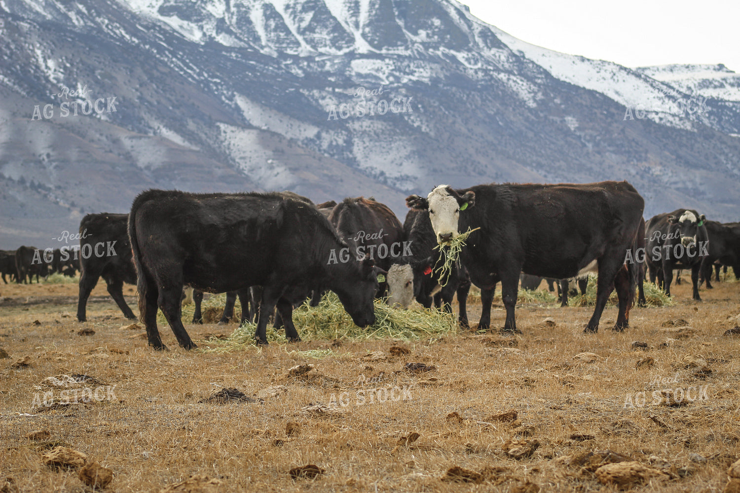 Angus Replacement Heifer Cattle on Pasture 78114