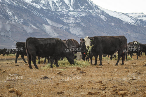 Angus Replacement Heifer Cattle on Pasture 78114
