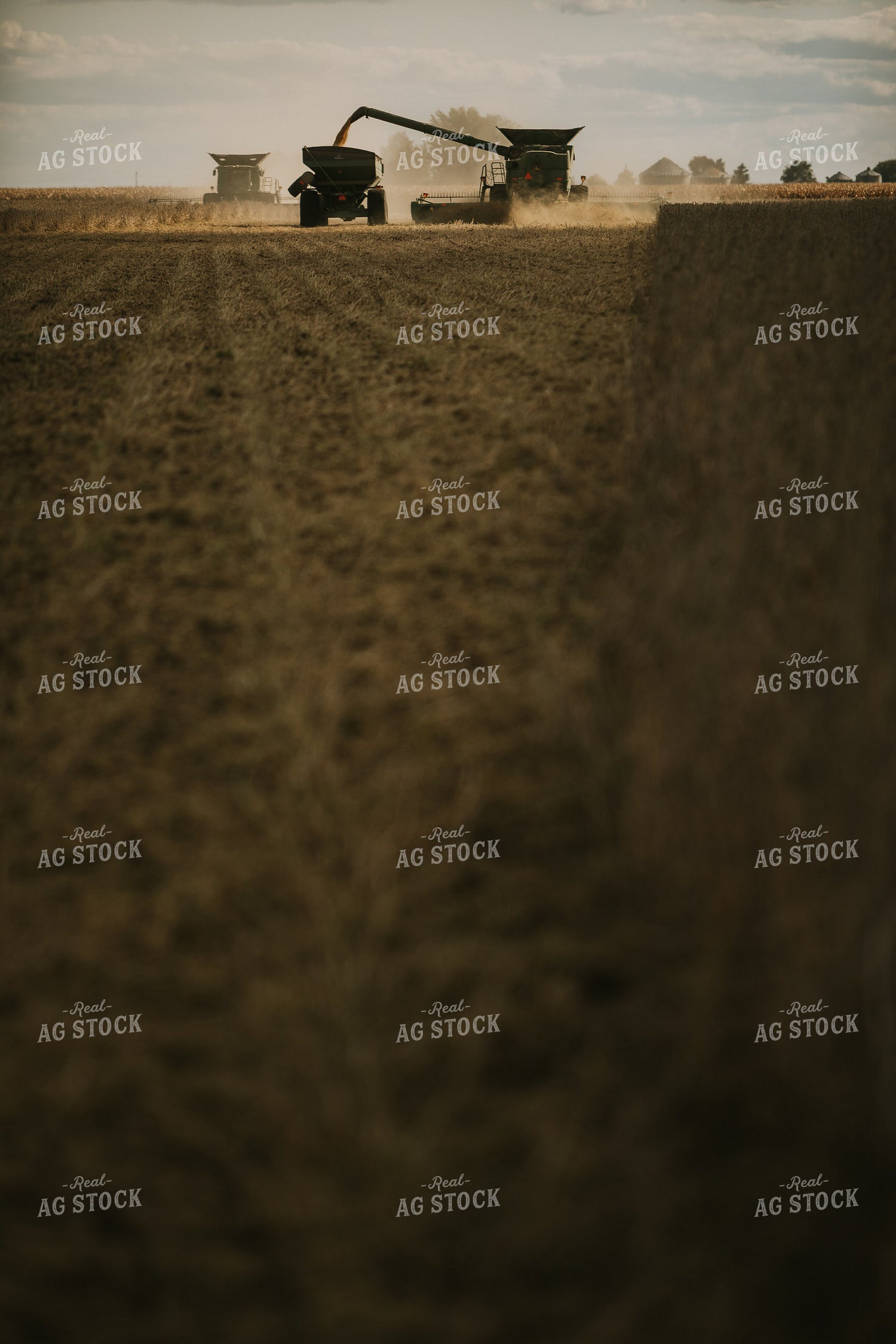 Soybean Harvest 6859