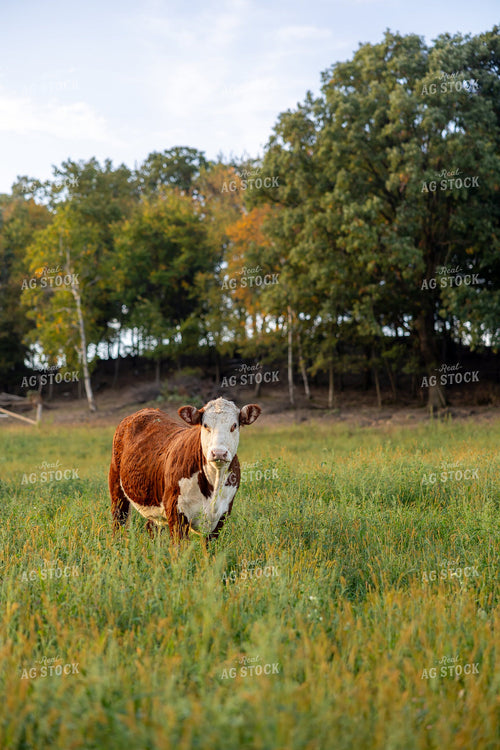Hereford Cattle on Pasture 194076