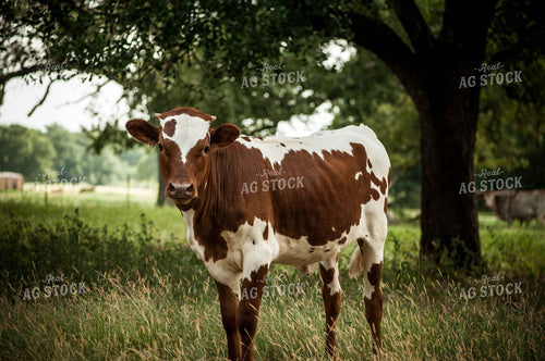 Steer in Pasture 59036