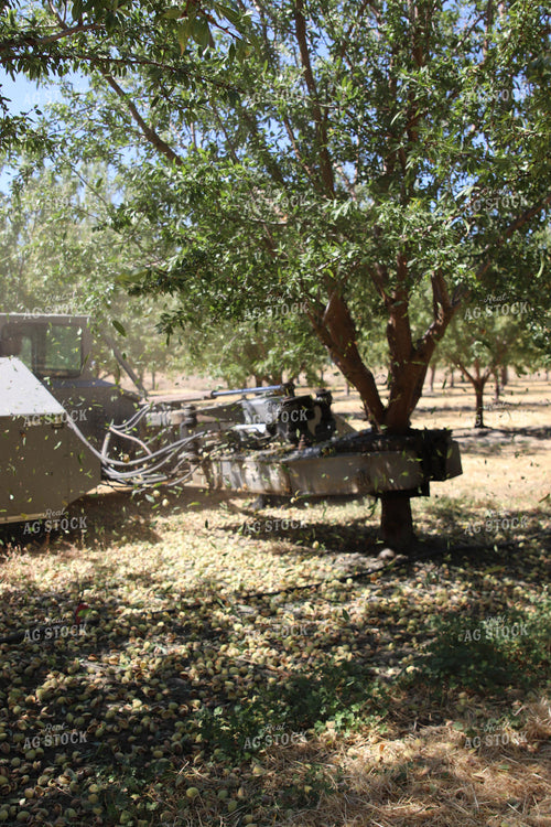 Harvesting Pecans 102142