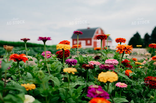 Zinnias 218060