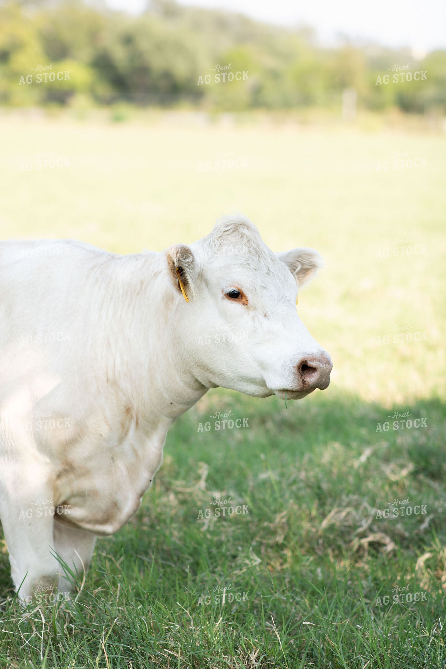 Charolais Cattle on Pasture 288013