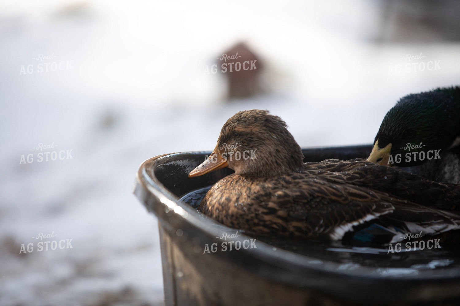 Ducks in Water 117456