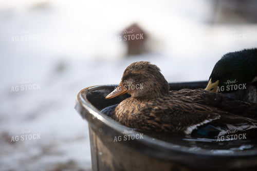 Ducks in Water 117456