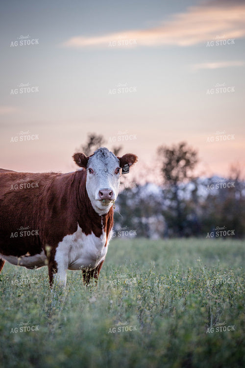 Hereford Cattle on Pasture 81171