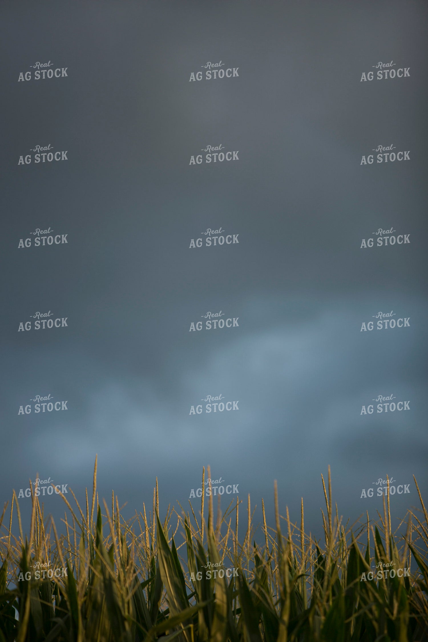 Corn - Mid-Season 1265