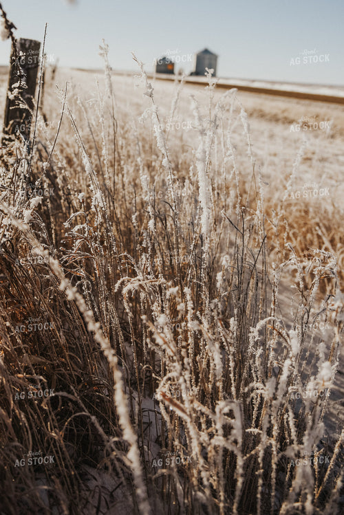 Snowy Pasture 68005