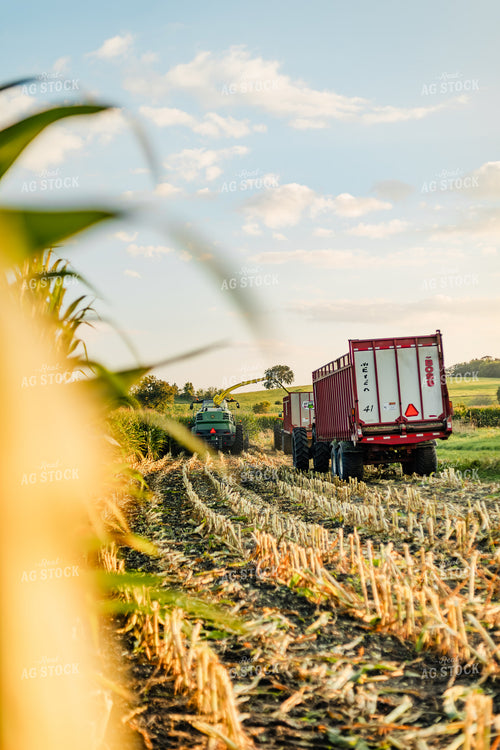 Corn Silage Harvest 272055