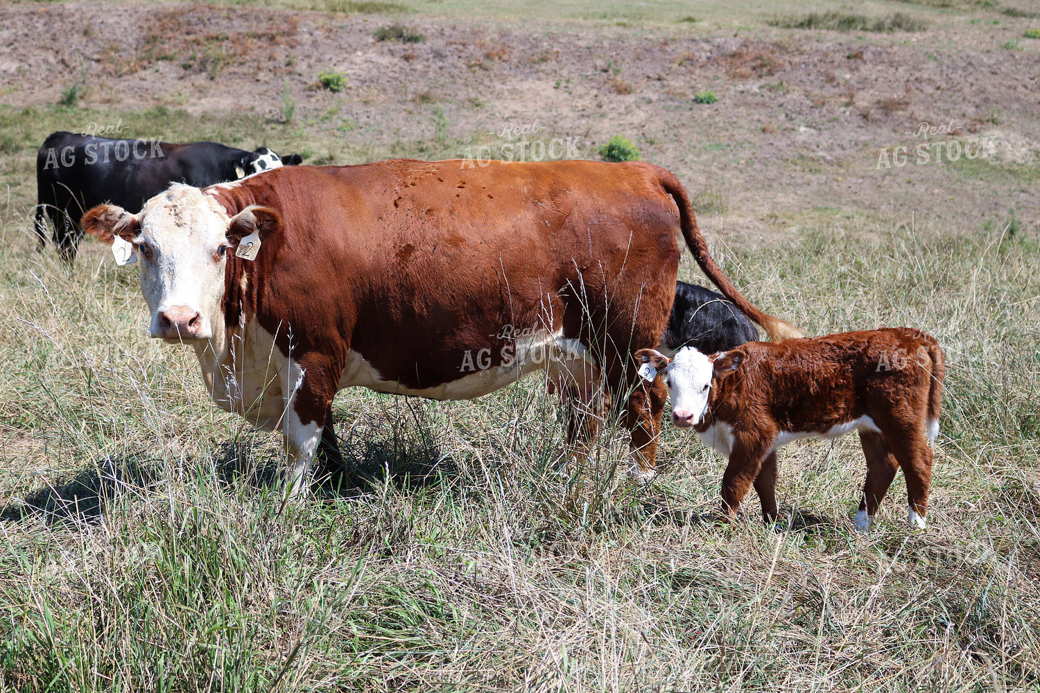 Hereford Cow Calf Pair 82271