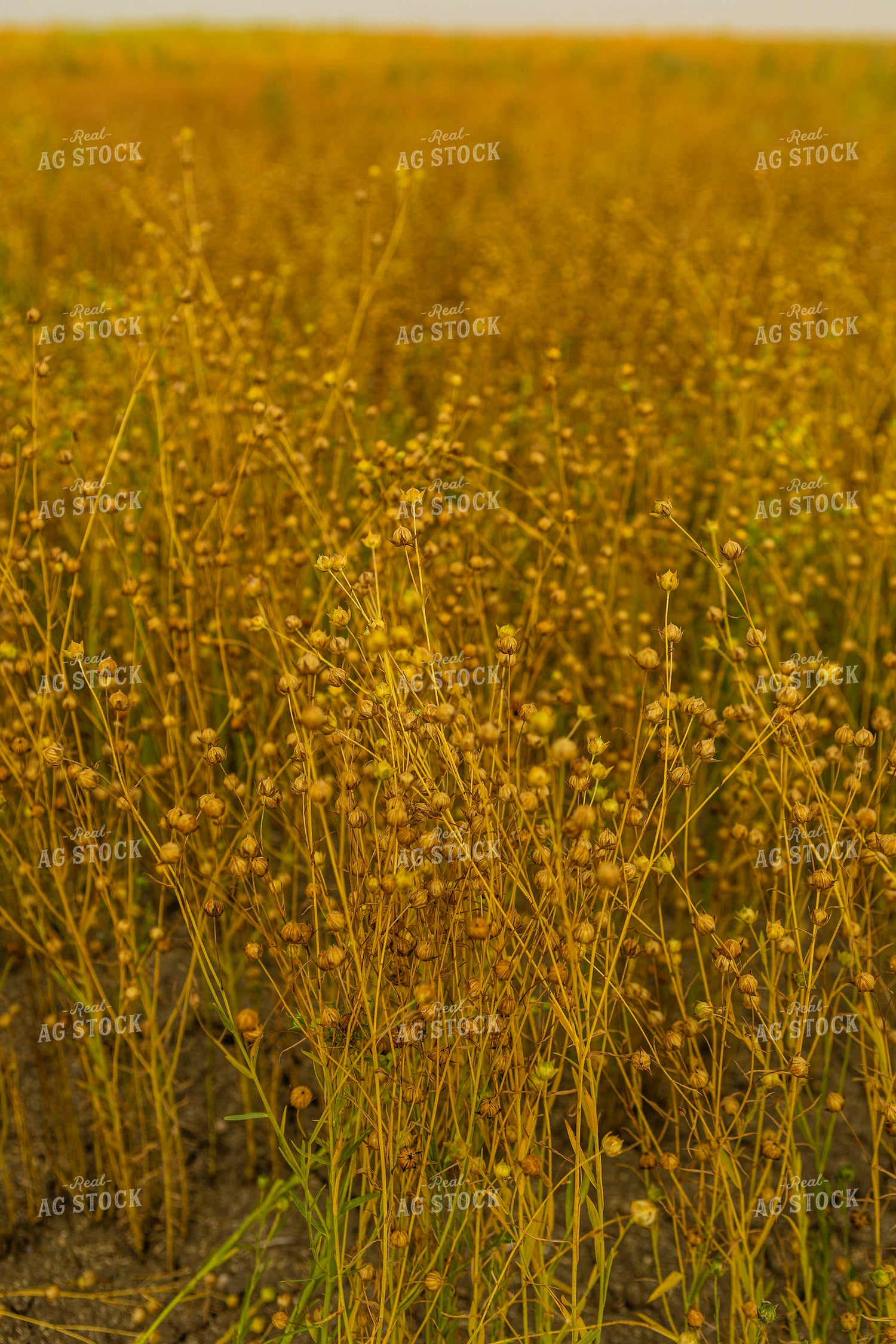 Flax 187268