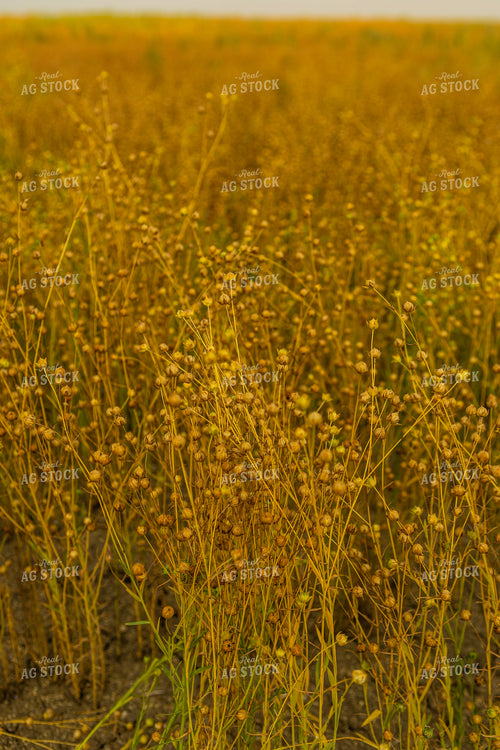 Flax 187268